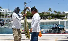 FONMAR defiende la pesca deportiva en Baja California Sur