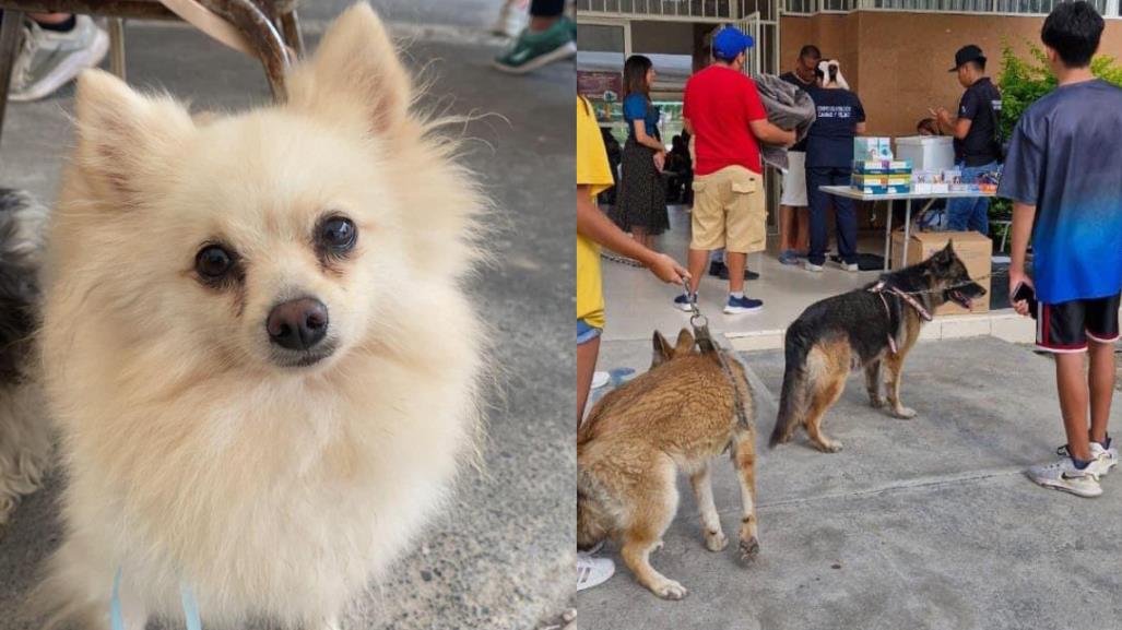 Brigada de Salud Preventiva: esterilización y vacunación de mascotas en García