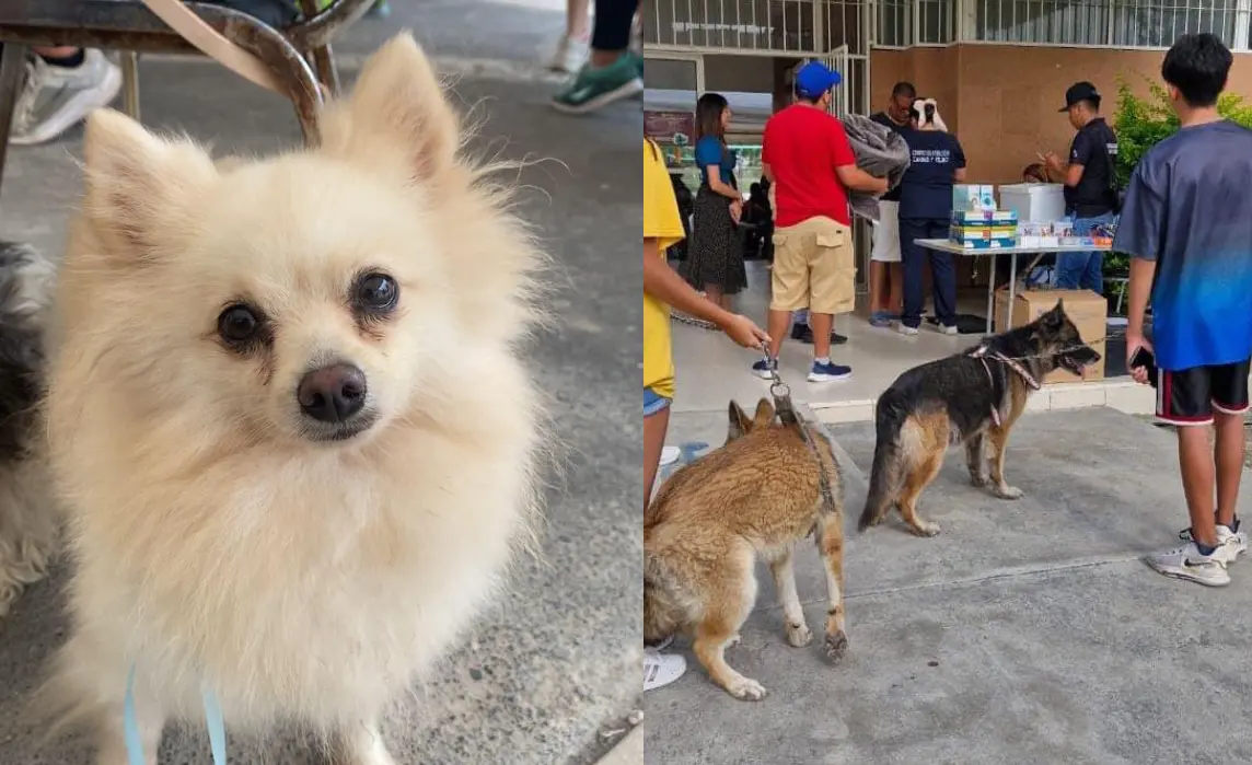 Esterilización y vacunación a las mascotas. Foto: Gobierno de García