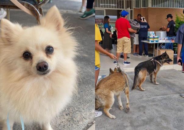 Brigada de Salud Preventiva: esterilización y vacunación de mascotas en García