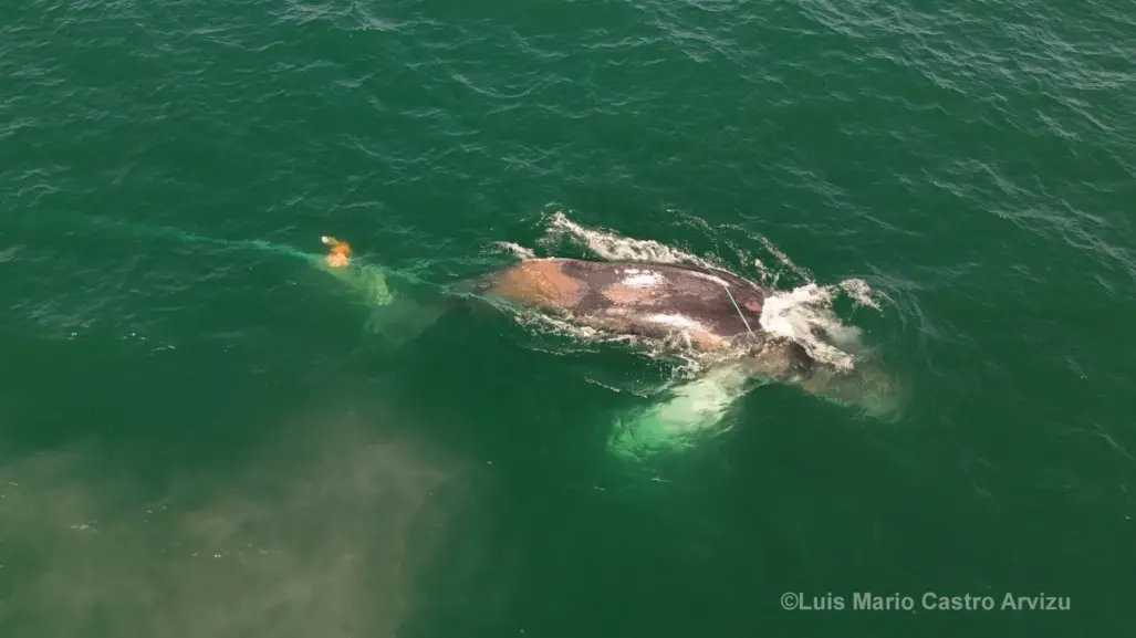 Ballena jorobada enmallada lucha por su vida en aguas de BCS