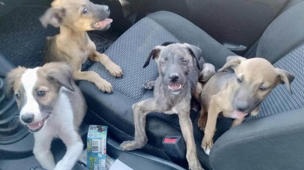 Resguardan a perritos abandonados en antiguo cine de Torreón; están en adopción