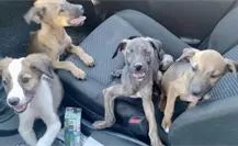 Resguardan a perritos abandonados en antiguo cine de Torreón; están en adopción Resguardan a perritos abandonados en antiguo cine de Torreón; están en adopción