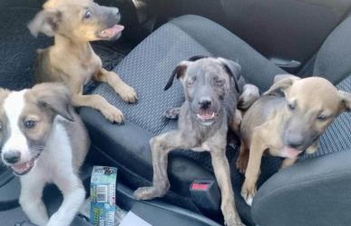 Resguardan a perritos abandonados en antiguo cine de Torreón; están en adopción