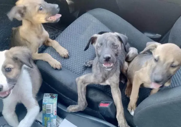 Resguardan a perritos abandonados en antiguo cine de Torreón; están en adopción