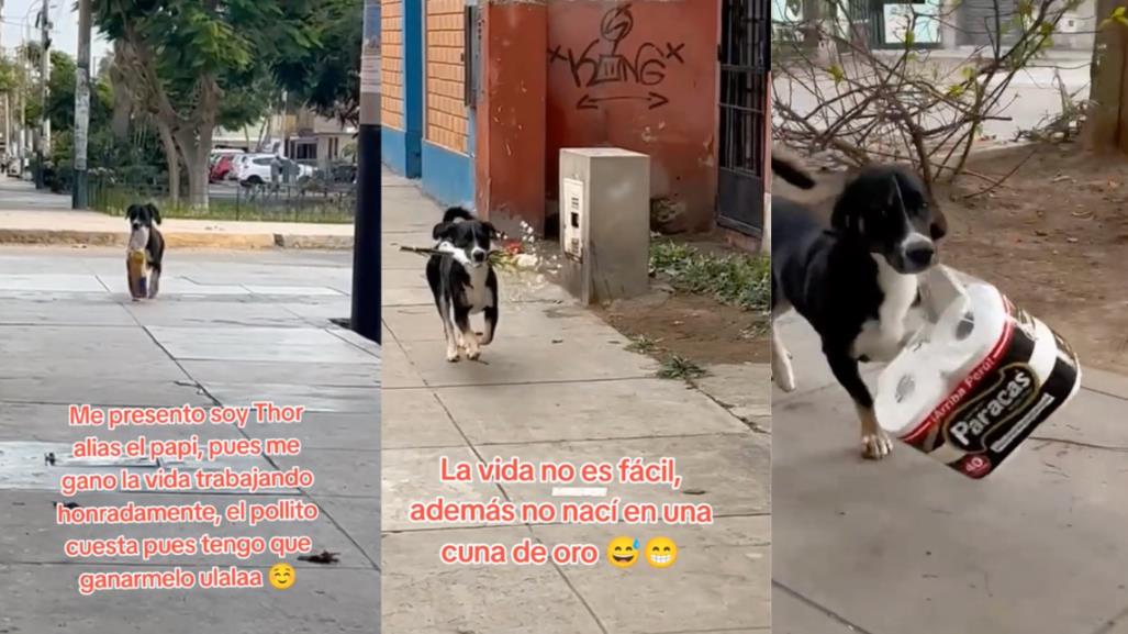 Conoce la historia de Thor el perrito que hace entregas (VIDEO)