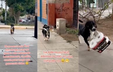 Conoce la historia de Thor el perrito que hace entregas (VIDEO)