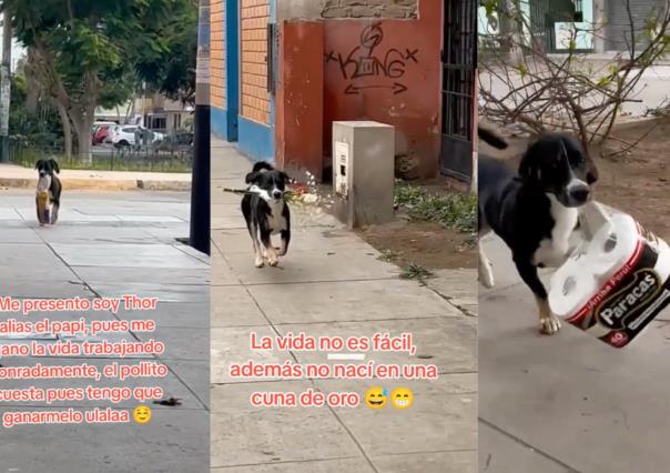 Conoce la historia de Thor el perrito que hace entregas (VIDEO)