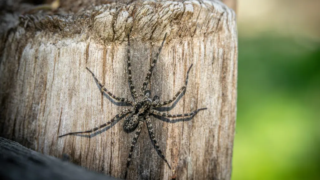 ¿Qué hacer si te pica una araña violinista?