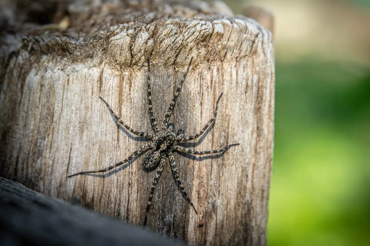 En un caso durante este julio, una mujer murió a consecuencia de una picadura de araña. Foto: Especial.