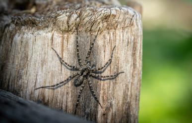 ¿Qué hacer si te pica una araña violinista?