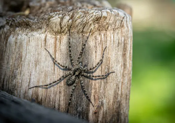 ¿Qué hacer si te pica una araña violinista?