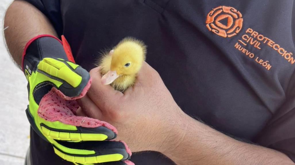 Cae pato a alcantarilla y queda atrapado en Guadalupe