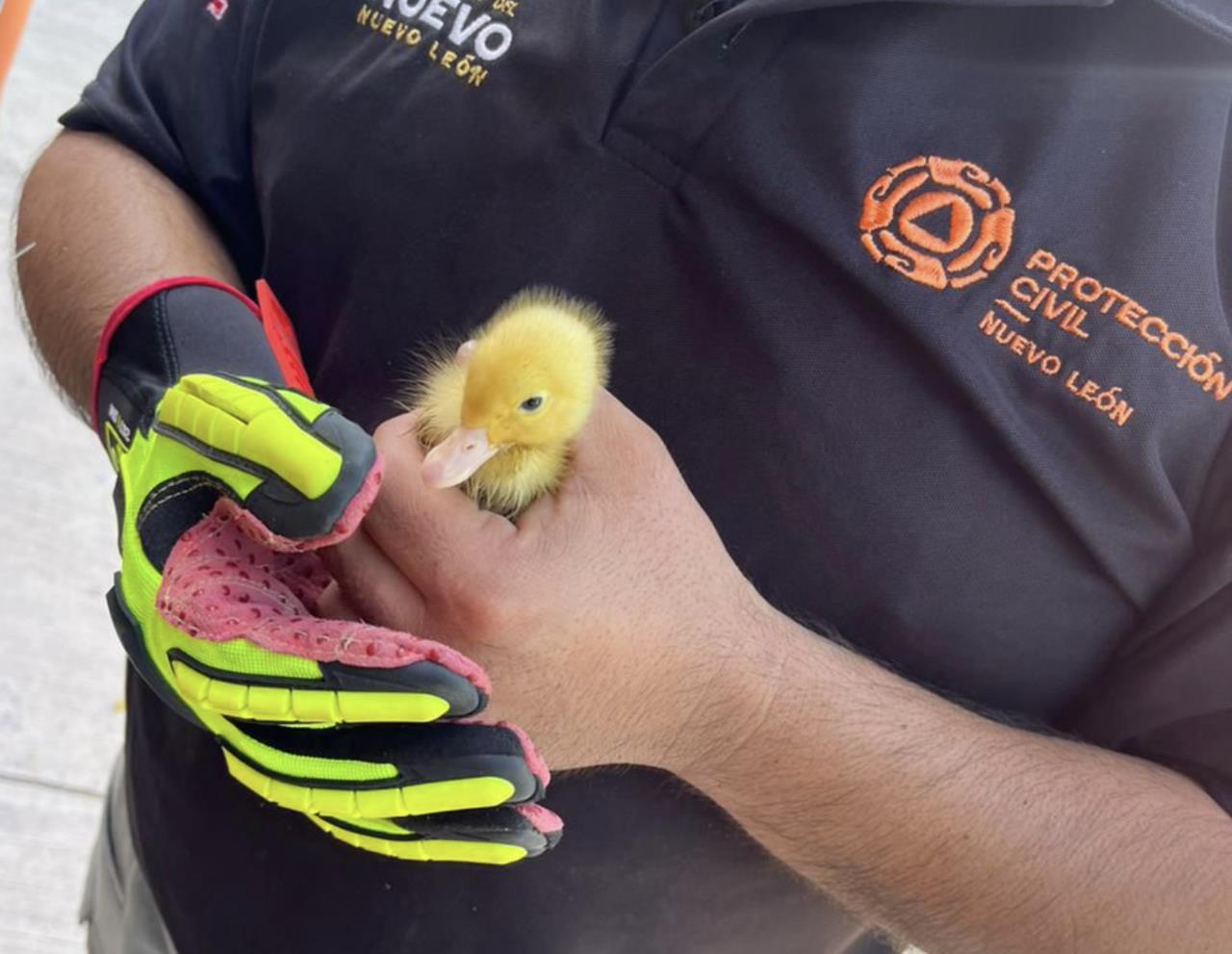 Las autoridades de auxilio detallaron que, tras el reporte, los testigos lograron escuchar a la pequeña mascota al interior de la tubería; sin embargo, ha sido imposible sacarla. Foto: PC.