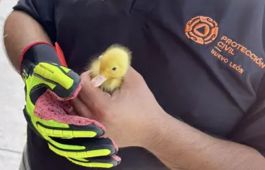 Cae pato a alcantarilla y queda atrapado en Guadalupe