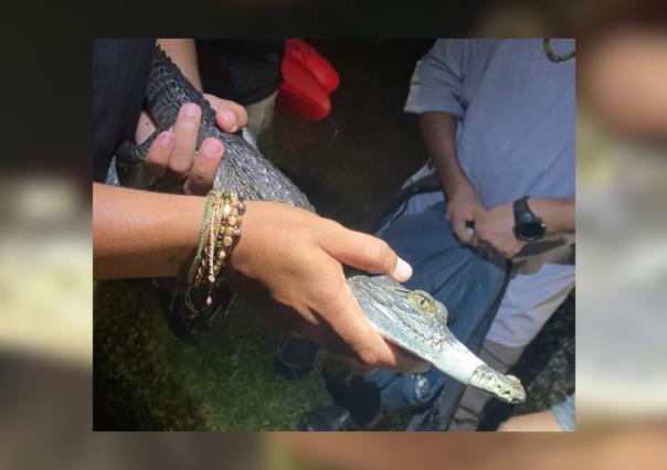 Capturan cocodrilo en parque hundido del poniente en Mérida