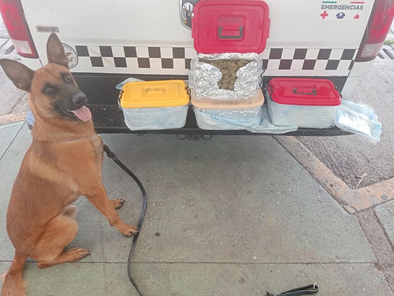 Binomio canino con paquetes de marihuana. Foto: Vocería de la Guardia Nacional