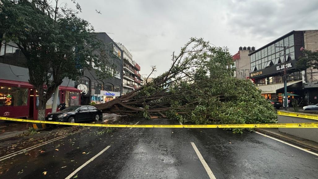 Cae árbol de grandes dimensiones sobre auto estacionado, no hay heridos