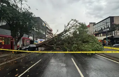 Cae árbol de grandes dimensiones sobre auto estacionado, no hay heridos