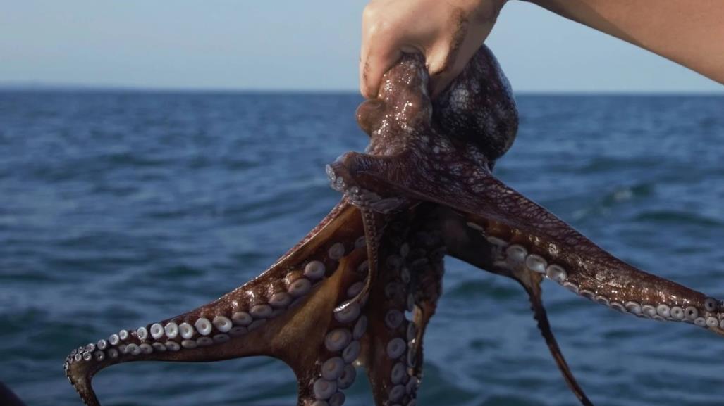 Gran expectativa al iniciar la temporada de captura de pulpo en Yucatán