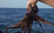 Gran expectativa al iniciar la temporada de captura de pulpo en Yucatán