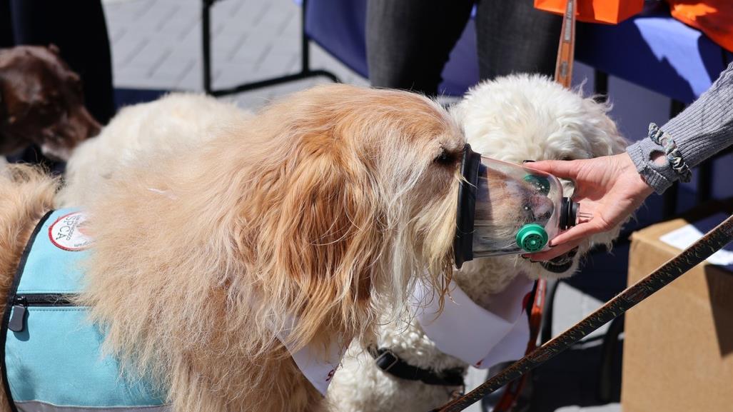 Departamento de Bomberos tendrá máscaras de oxígeno para salvar a mascotas