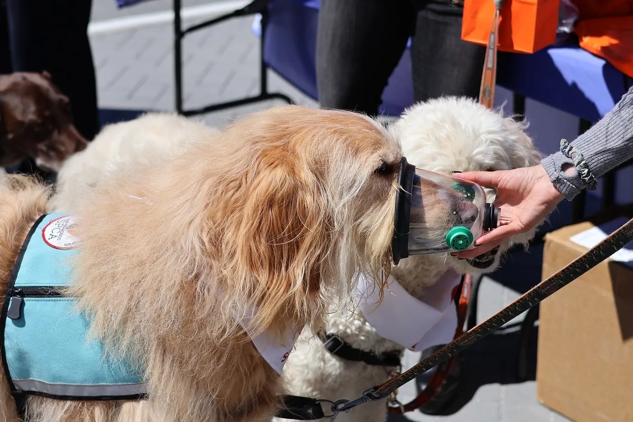 Perro con mascarilla de oxígeno. Foto: Facebook The San Francisco SPCA