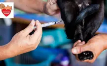 Mascotas saludables con campaña Esterilización Gratuita en Saltillo 