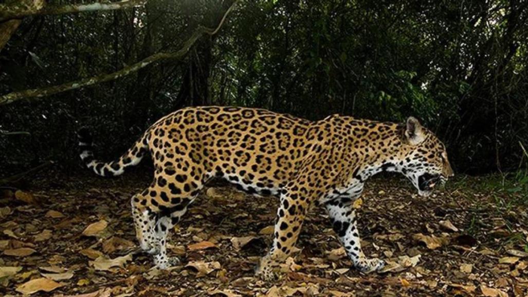 Profepa busca a los responsables por asesinar y arrancarle la piel a un jaguar