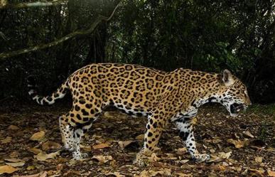 Profepa busca a los responsables por asesinar y arrancarle la piel a un jaguar