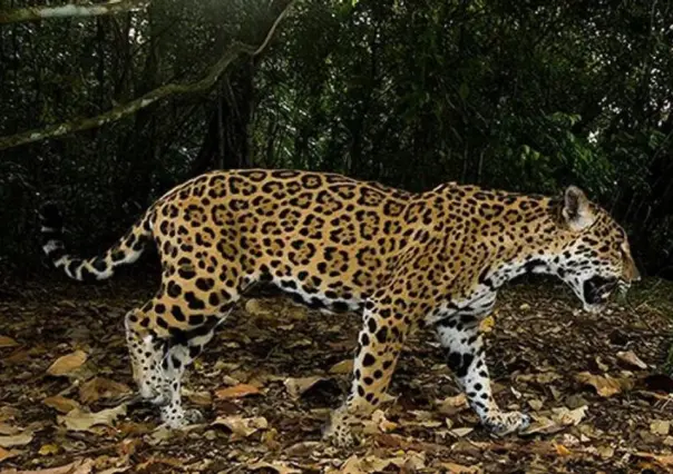 Profepa busca a los responsables por asesinar y arrancarle la piel a un jaguar