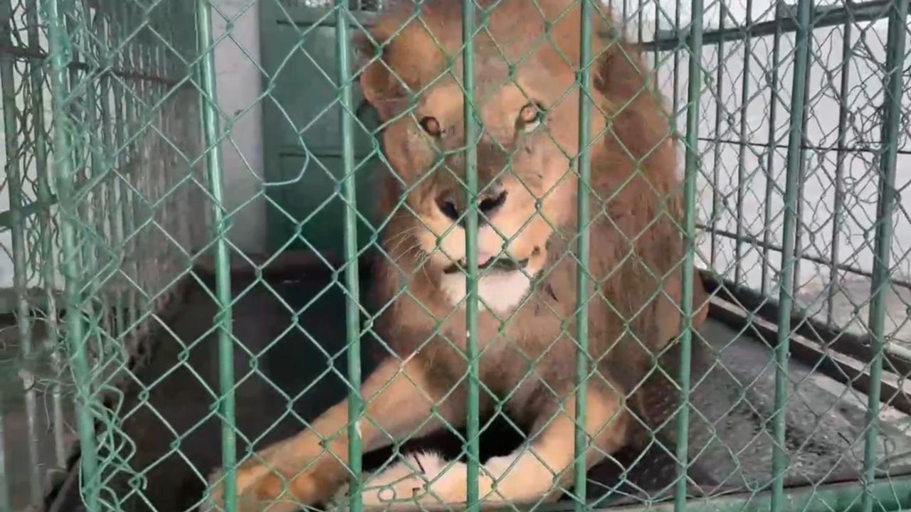 Pechocho, el león del Zoológico Sahuatoba. Foto: Cortesía.