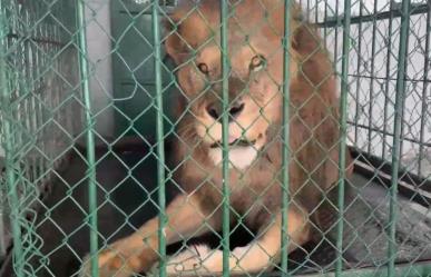 Durango celebra un año más del Zoológico y de uno de sus leones más longevos