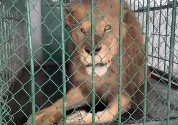 Durango celebra un año más del Zoológico y de uno de sus leones más longevos