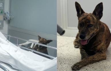 Hospital permite a perrito acompañar a su dueño durante la recuperación