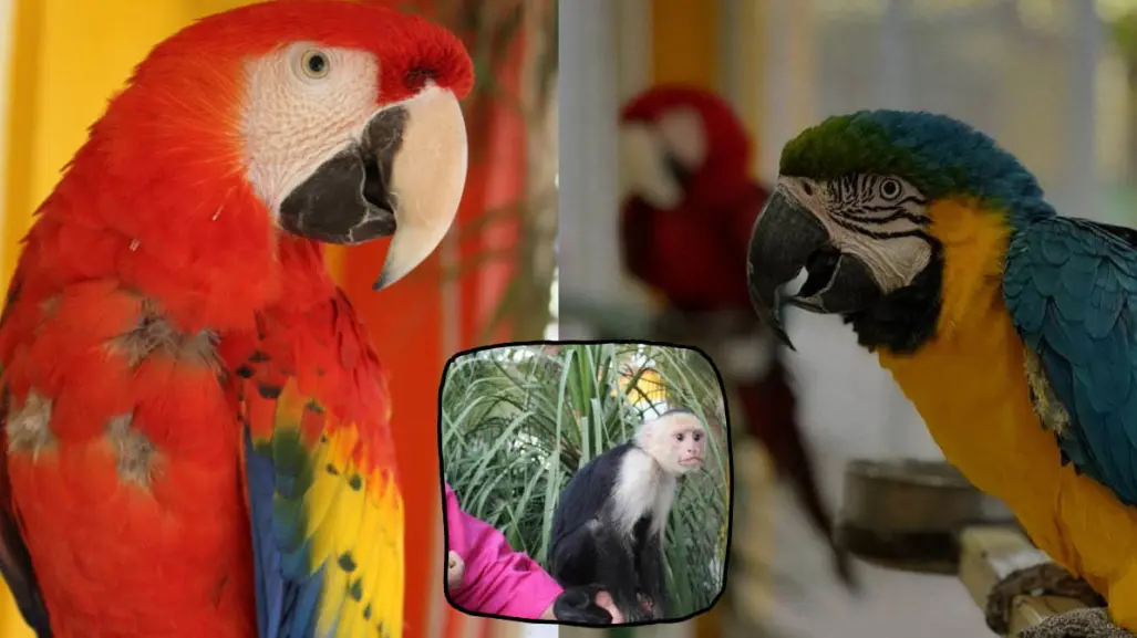 Descubre el Aviario Lira en Torreón: un espacio para los amantes de las aves