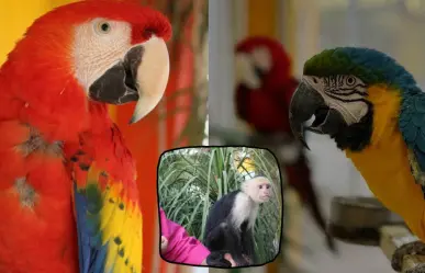 Descubre el Aviario Lira en Torreón: un espacio para los amantes de las aves