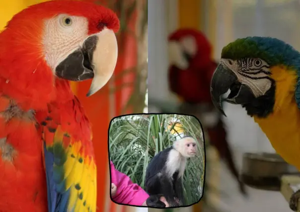 Descubre el Aviario Lira en Torreón: un espacio para los amantes de las aves