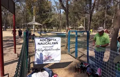Si buscas agrandar tu familia con un lomito, esto te interesa