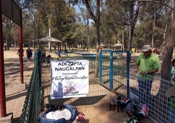 Si buscas agrandar tu familia con un lomito, esto te interesa