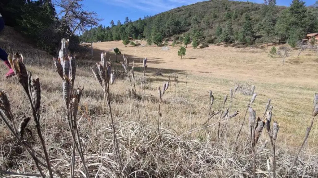 ¡Únete a la Causa! Ven a la jornada de reforestación en Arteaga