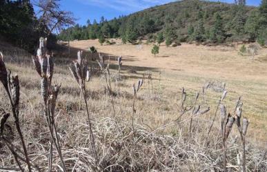 ¡Únete a la Causa! Ven a la jornada de reforestación en Arteaga