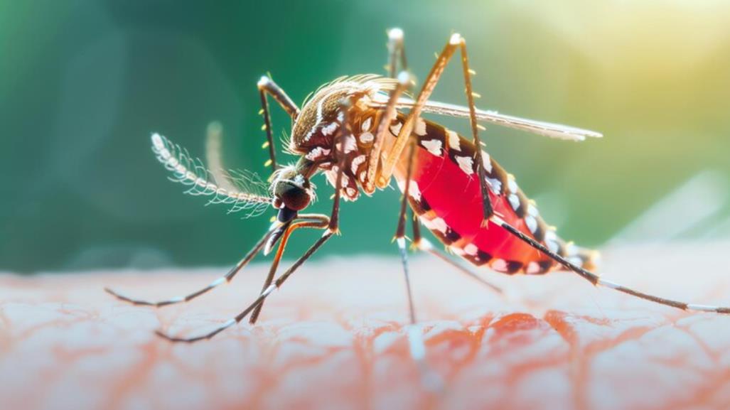 Avanza dengue en México, estos son los estados con más casos confirmados