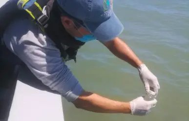 Alertan sobre contaminación en Playa Tecolote: no es apta para uso