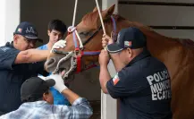 ¿Sabías que a los caballos también los llevan al dentista? Te decimos por qué