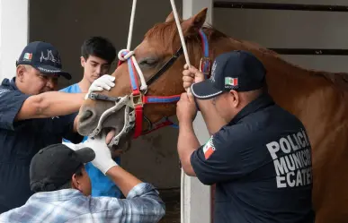 ¿Sabías que a los caballos también los llevan al dentista? Te decimos por qué