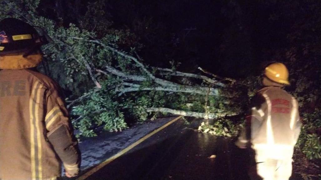 Lluvias causan caída de árboles y cierre de carreteras en Tenancingo