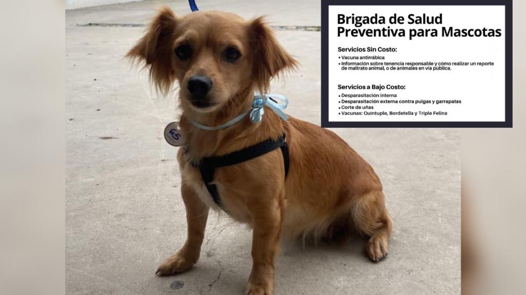 ¡Aprovecha los servicios gratuitos y a bajo costo para tu mascota!