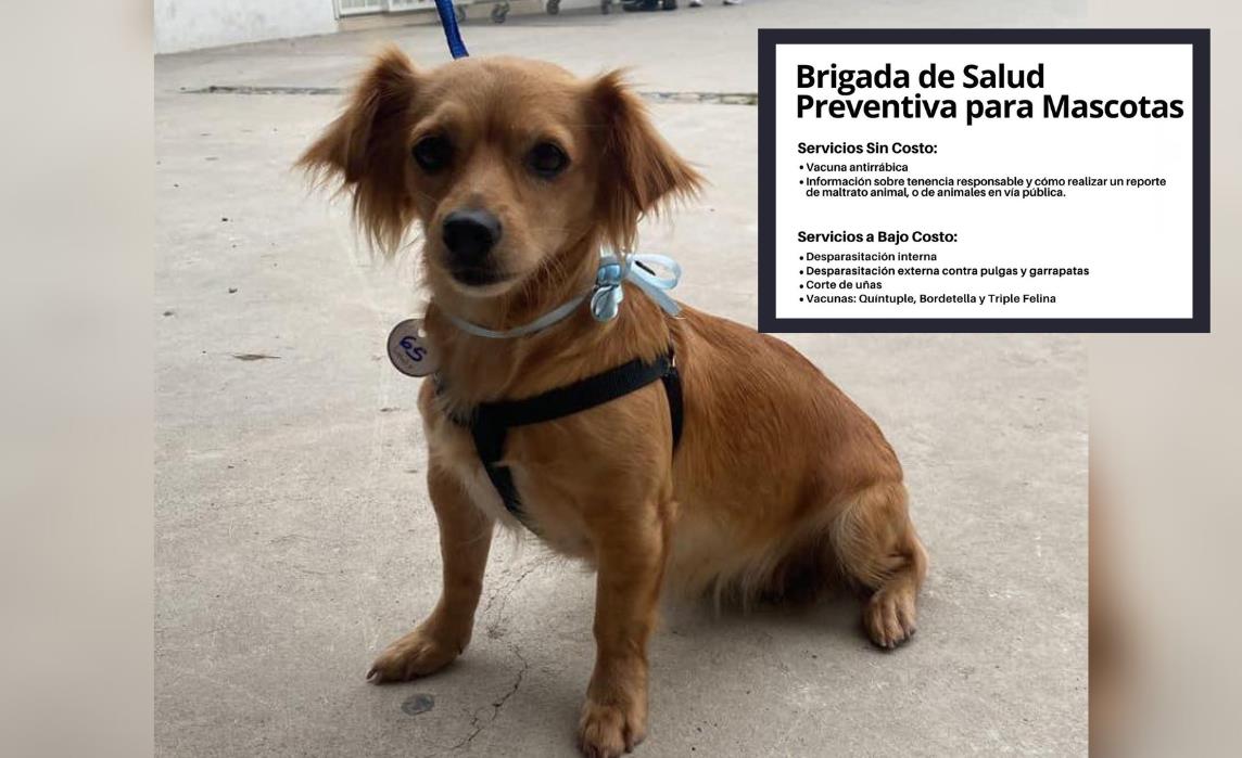 Brigada de Salud Preventiva para Mascotas. Foto: Facebook @Gobierno de García