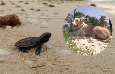 Conoce a Manchas, guardián de 4 patas de las tortugas marinas en Telchac Puerto